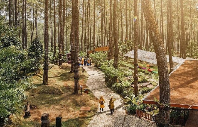 Aktivitas Seru di Orchid Forest Cikole Selain Foto Foto